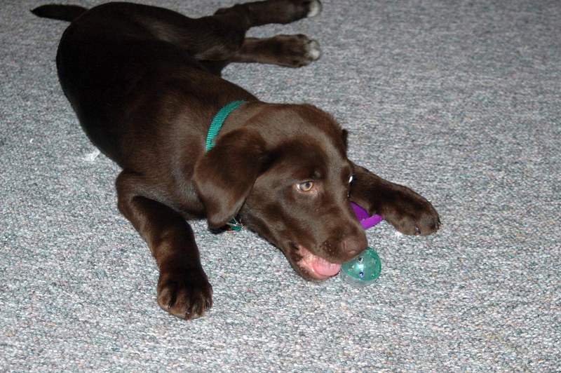 A brown dog