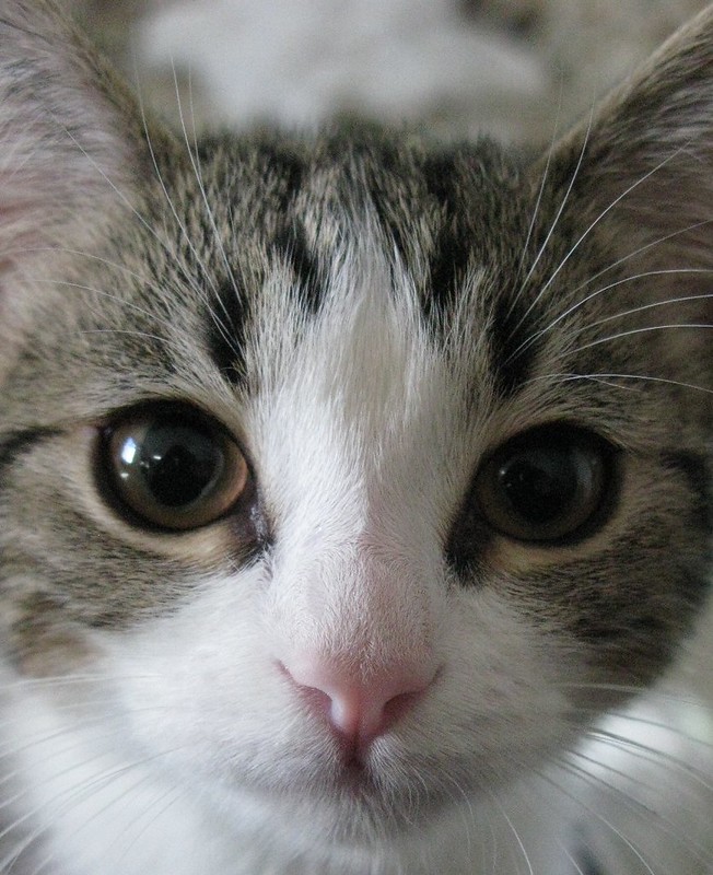 A grey tabby kitten