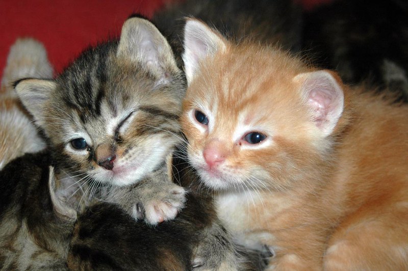 Two tabby kittens