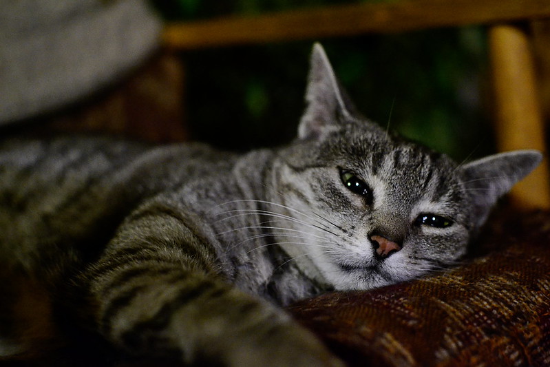 A grey tabby cat