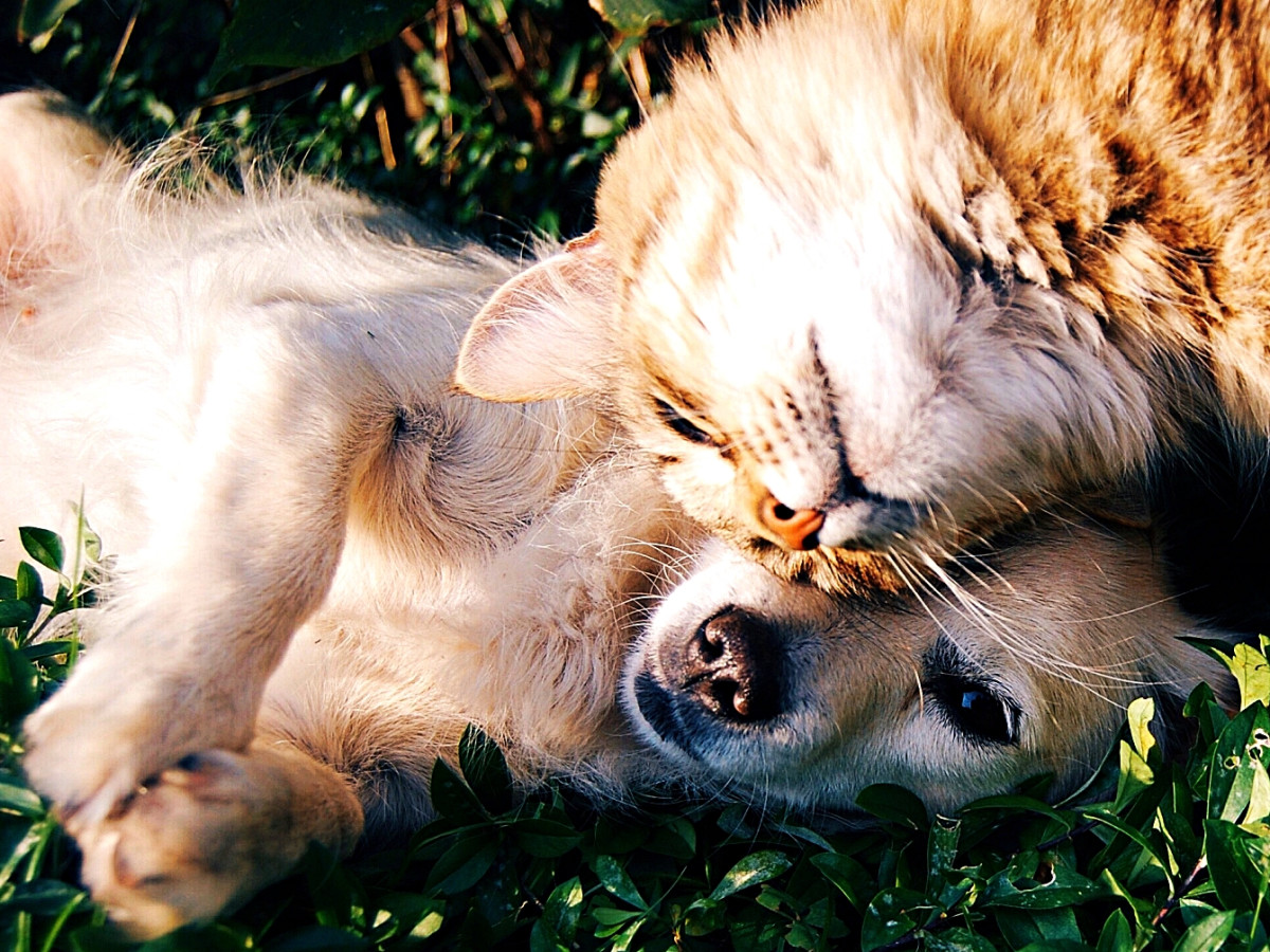 A dog and a cat laying together.