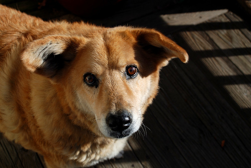 A brown corgi / chihuahua dog