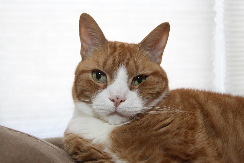 An orange tabby cat