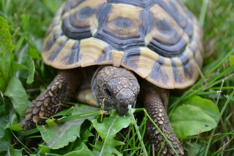 A box turtle