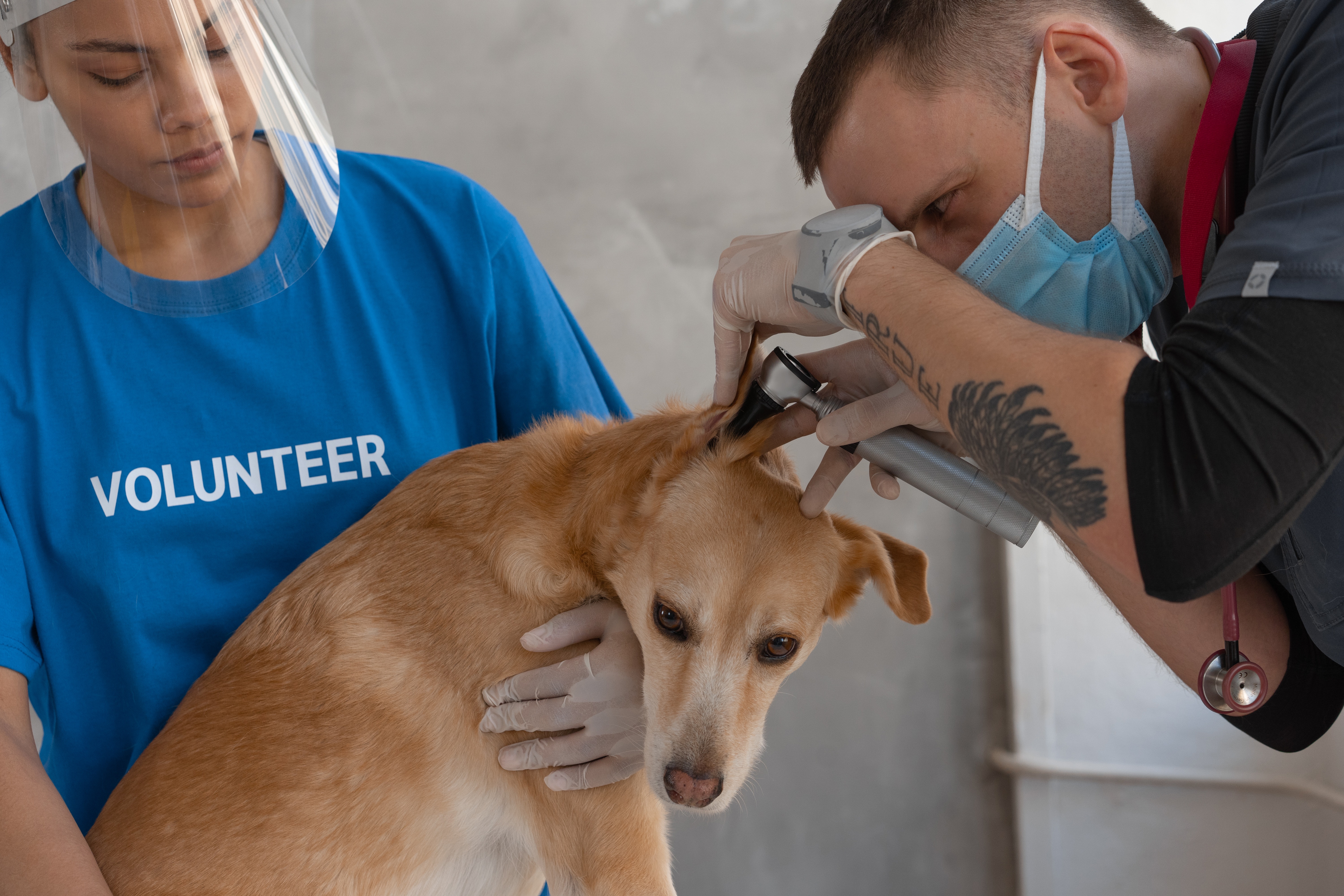 A volunteer and vet checking a dog